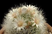 მოხუცი Cactus, Mammillaria თეთრი ქარხანა