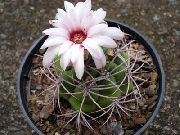 ბურთი Cactus თეთრი ქარხანა