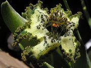 Ferraria grön Blomma