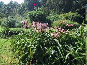 Crinum pink Blomst