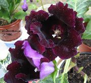 Sinningia (Gloxinia) claret Blomst