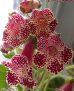 Træ Gloxinia claret Blomst