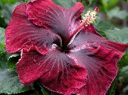 Hibiscus claret Blomst