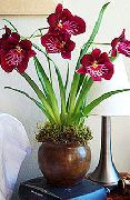 Miltonia claret Blomst