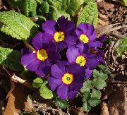 Primula, Auricula მეწამული ყვავილების