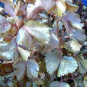 Yangın Ejderha Akalipa, Hoja De Cobre, Bakır Yaprak koyu kırmızı Bitki