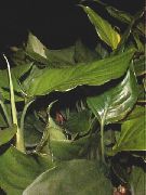 Aglaonema, Сребро Евъргрийн зелен Растение