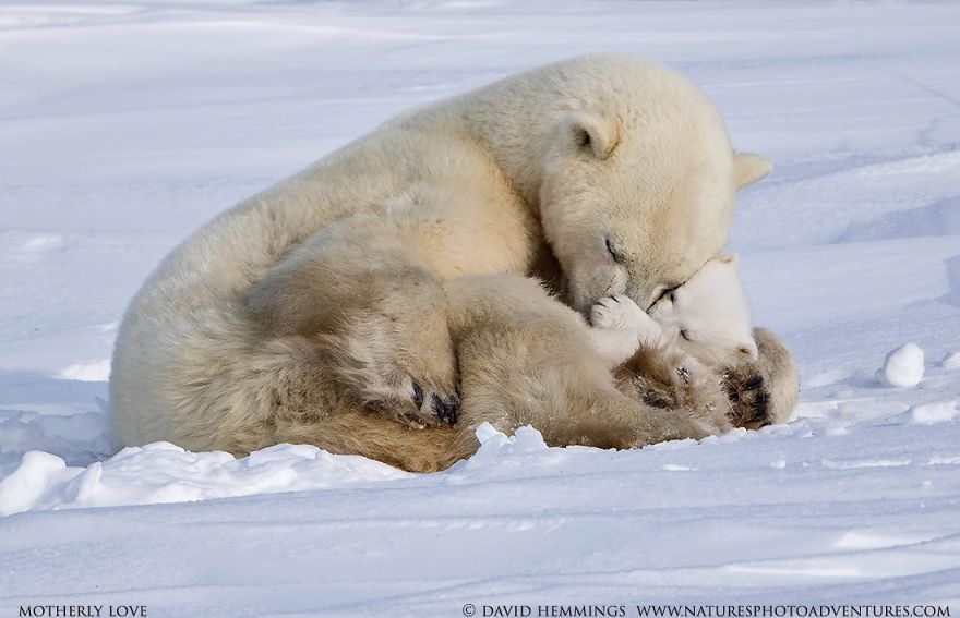 It’s been a stressful couple of weeks. You deserve these.
Heartwarming Photos of Polar Bears and Cubs