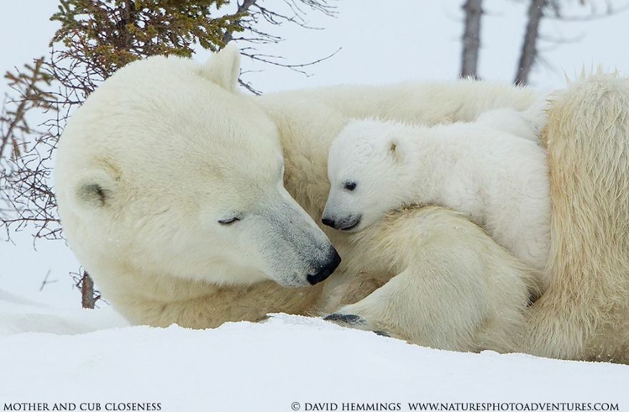 It’s been a stressful couple of weeks. You deserve these.
Heartwarming Photos of Polar Bears and Cubs