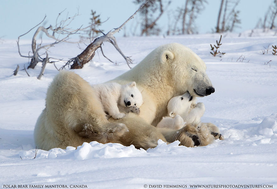 It’s been a stressful couple of weeks. You deserve these.
Heartwarming Photos of Polar Bears and Cubs