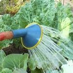 Как поливать капусту под корень или сверху