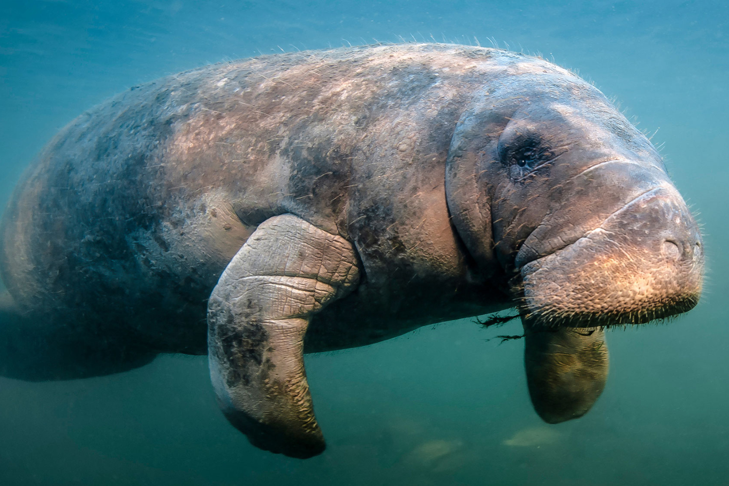 are manatees endangered in 2023