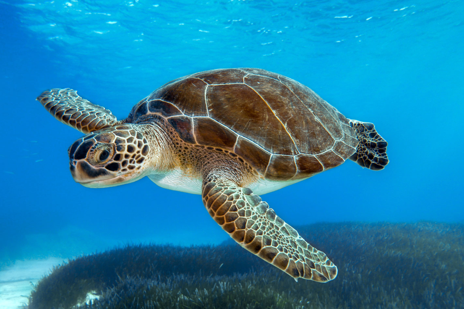 are sea turtles endangered