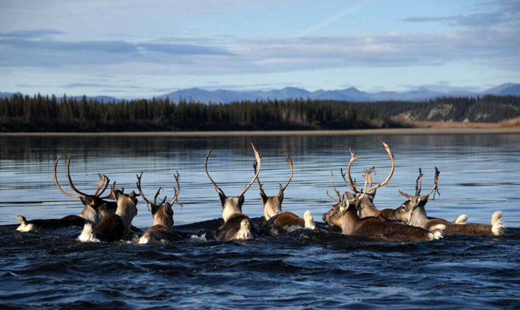 A group of caribou from the Western Arctic Herd swim across the Kobuk River during fall migration in 2017. Much of the debate over the Ambler road and the associated mine development concern impacts to the herd, one of the largest in North America. (Photo by Matt Cameron/National Park Service)