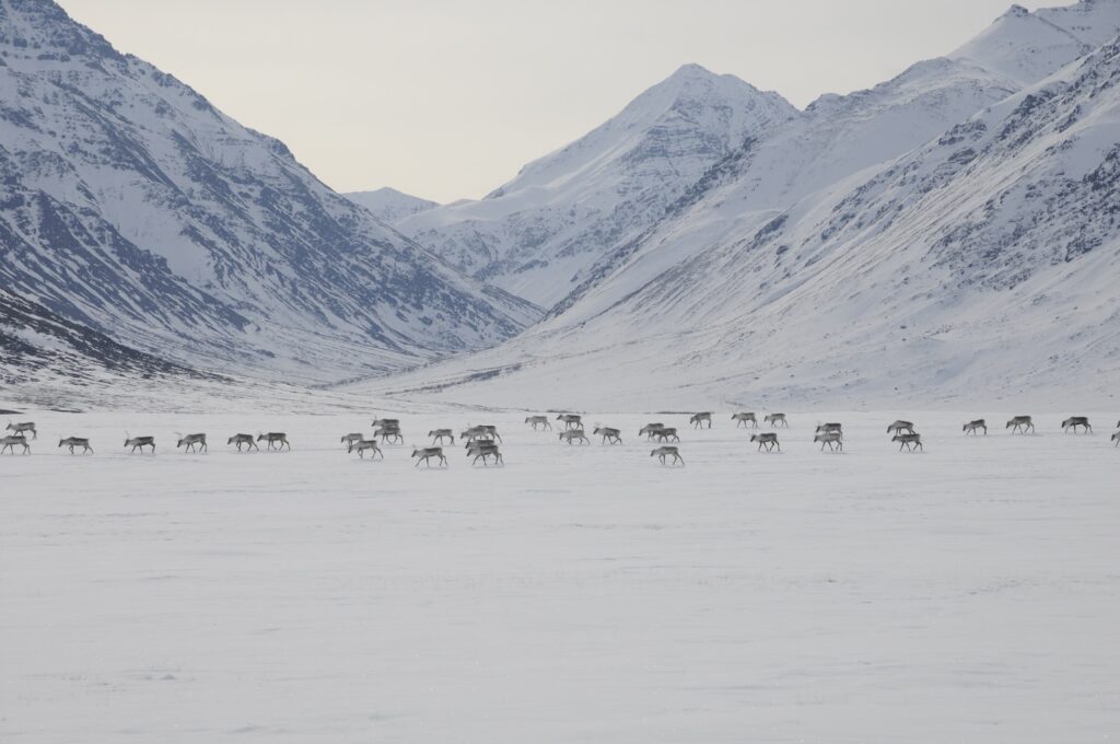 Caribou cross through Gates of the Arctic National Park and Preserve in their 2012 spring migration. The Western Arctic Caribou Herd, long one of the largest in North America, has declined precipitiously. The herd's range includes Gates of the Arctic. (Photo by Photo by Zak Richter/National Park Service)