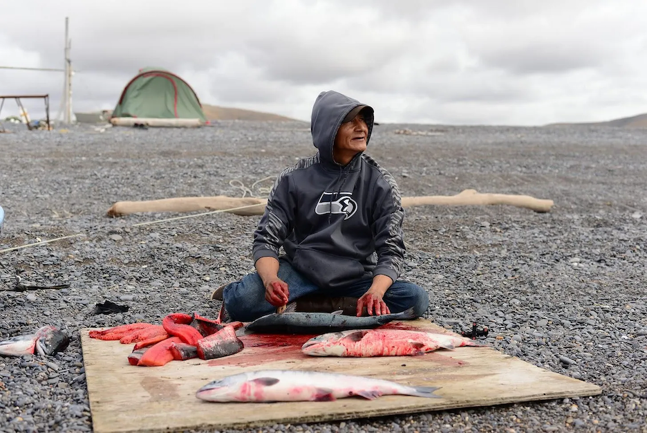 Alfred Kakoona, 45, cuts up his morning’s catch of fresh salmon, a staple food for the Indigenous peoples of the Seward Peninsula, on the beach at Brevig Mission. (Photo by Berett Wilber for Northern Journal)