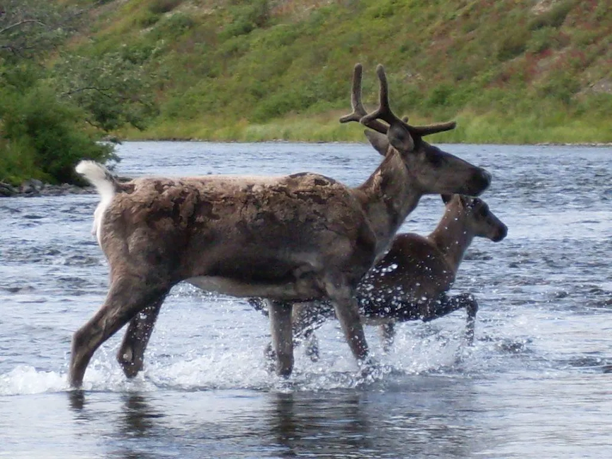 Caribou cross a stream in Togiak Nation Wildlife Refuge. (U.S. Fish and Wildlife Service photo)