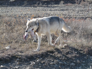 A wolf carries a piece of prey while walking through a national park in Alaska. (National Park Service photo)