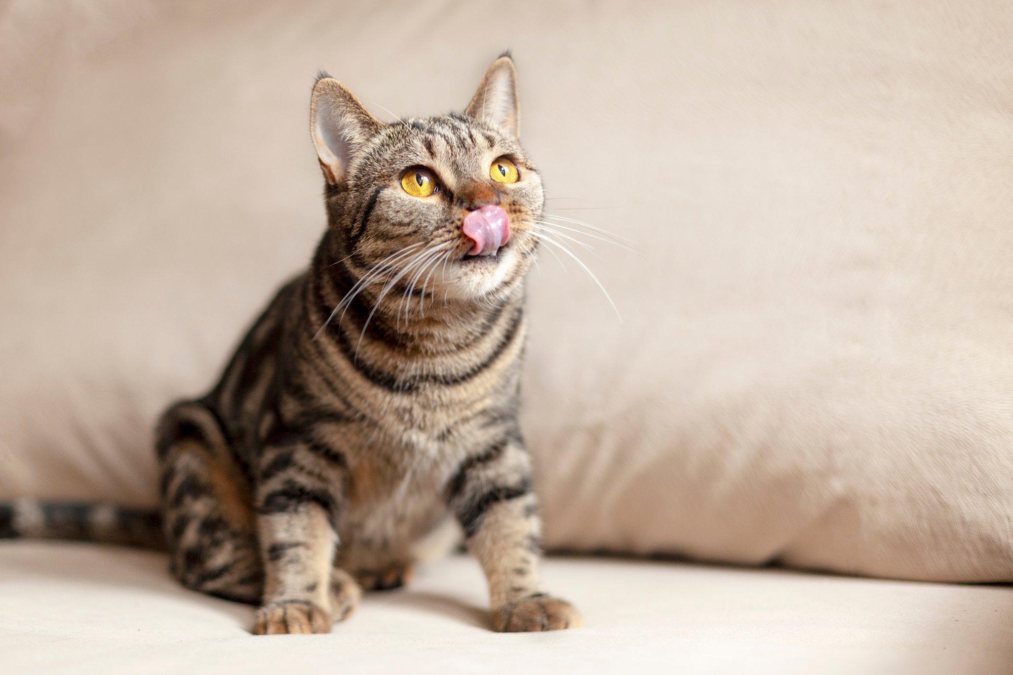 Katinui įprastais skanėstais neįtikę šeimininkai atrado netradicinį delikatesą: tokį savo namuose ras visi