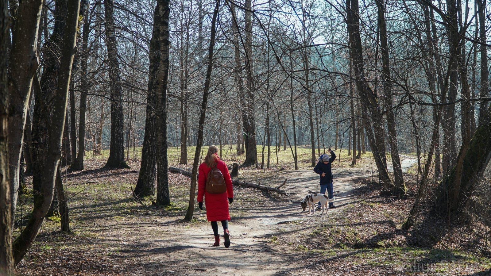 Žaliosios Kauno erdvės: „laukinis“ Ąžuolynas