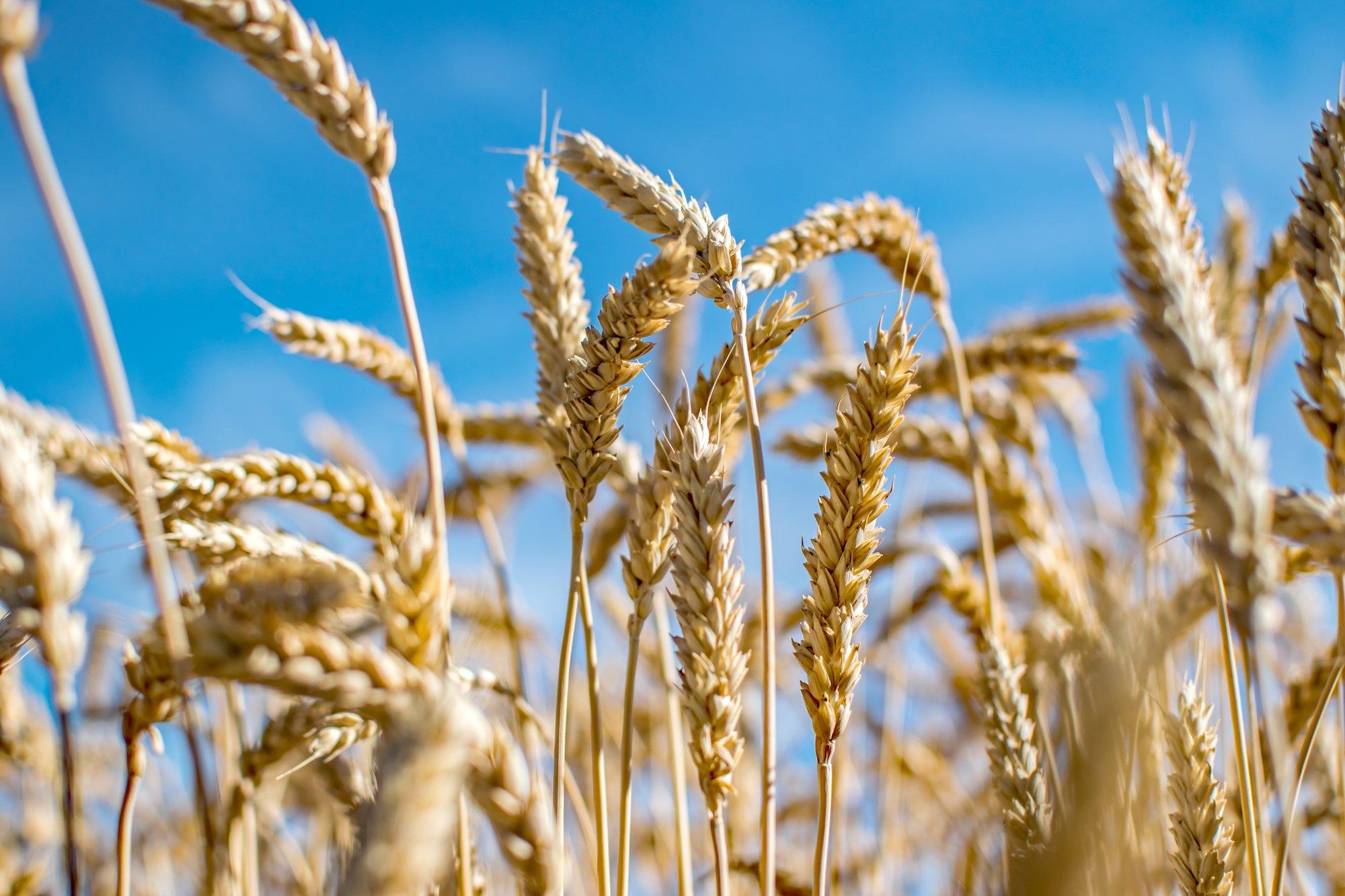 Ukrainian grain exports through Estonia unlikely due to high costs