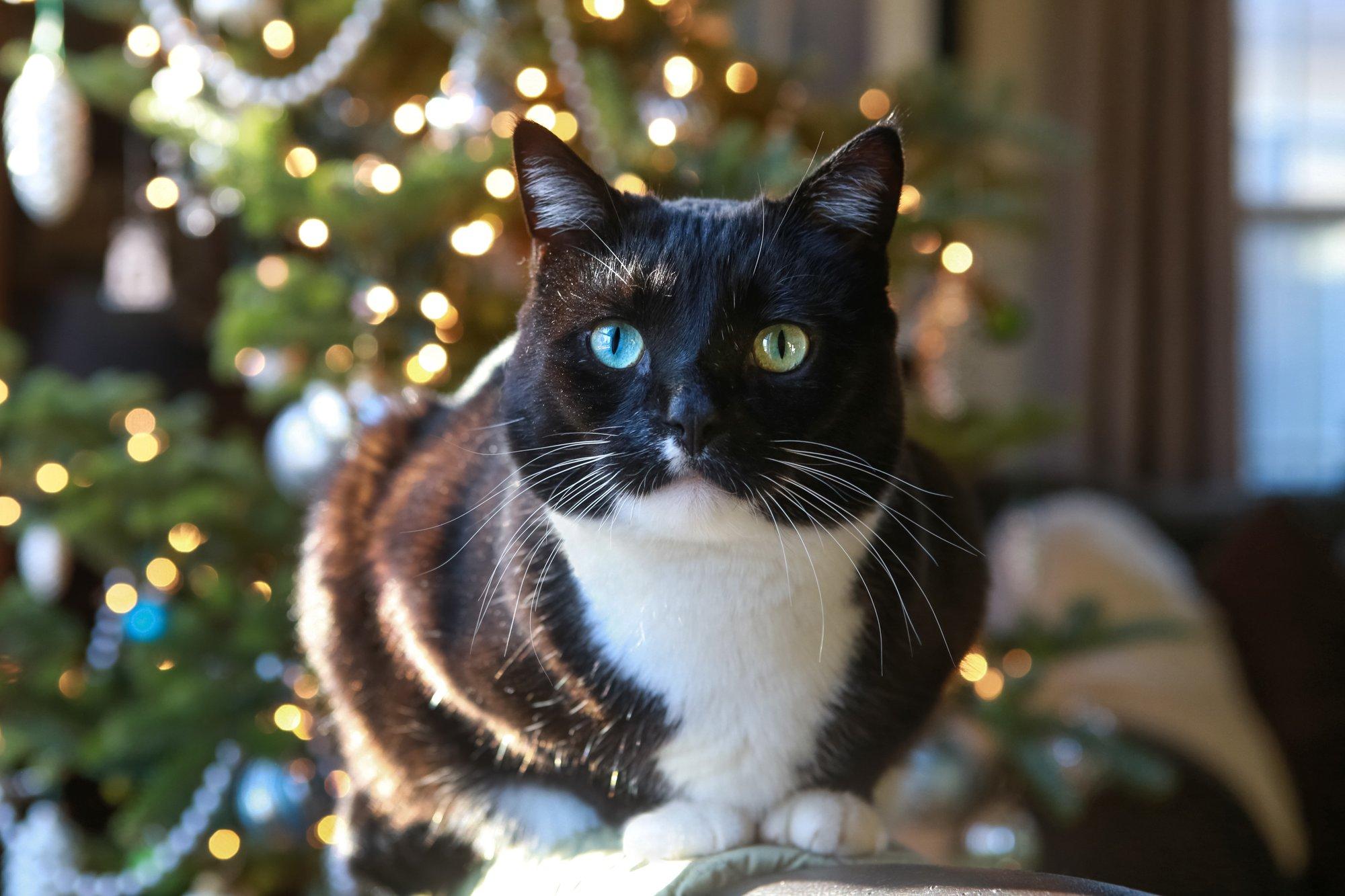 Katinui Pepsiui žaisti su eglutės puošmena sutrukdė Kalėdų senelis – ši kliūtis buvo mikliai pašalinta