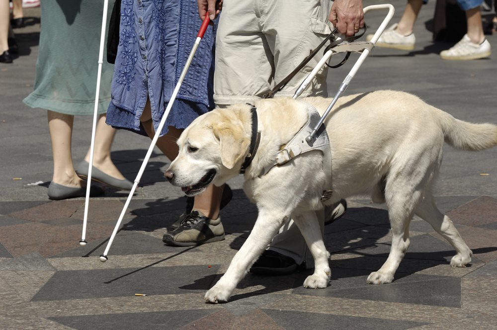 Dresuoti šunys tampa svarbiais pagalbininkais akliesiems