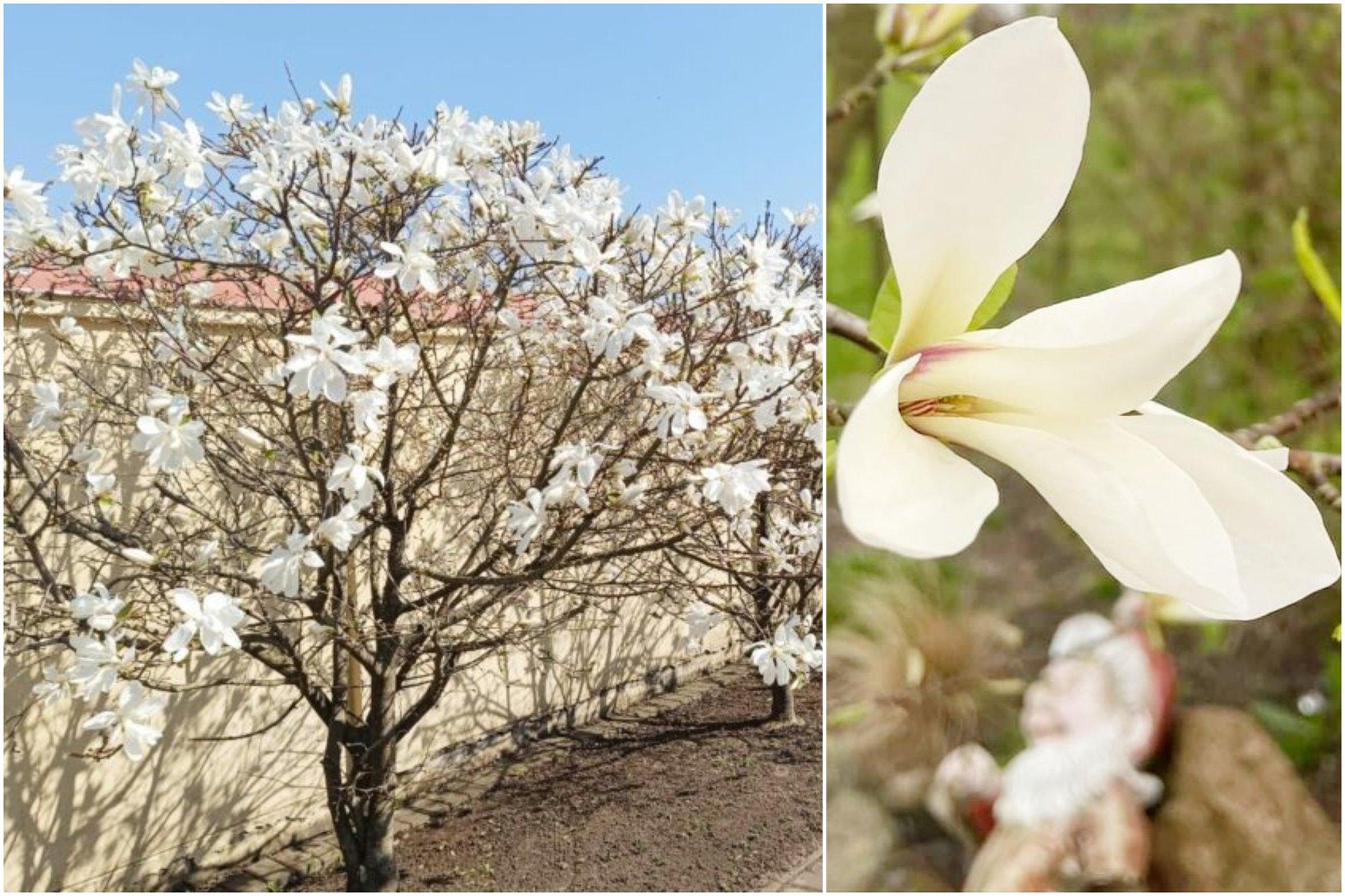 Vilioja ne tik sakuros: Kėdainiuose pražydo įspūdingosios magnolijos