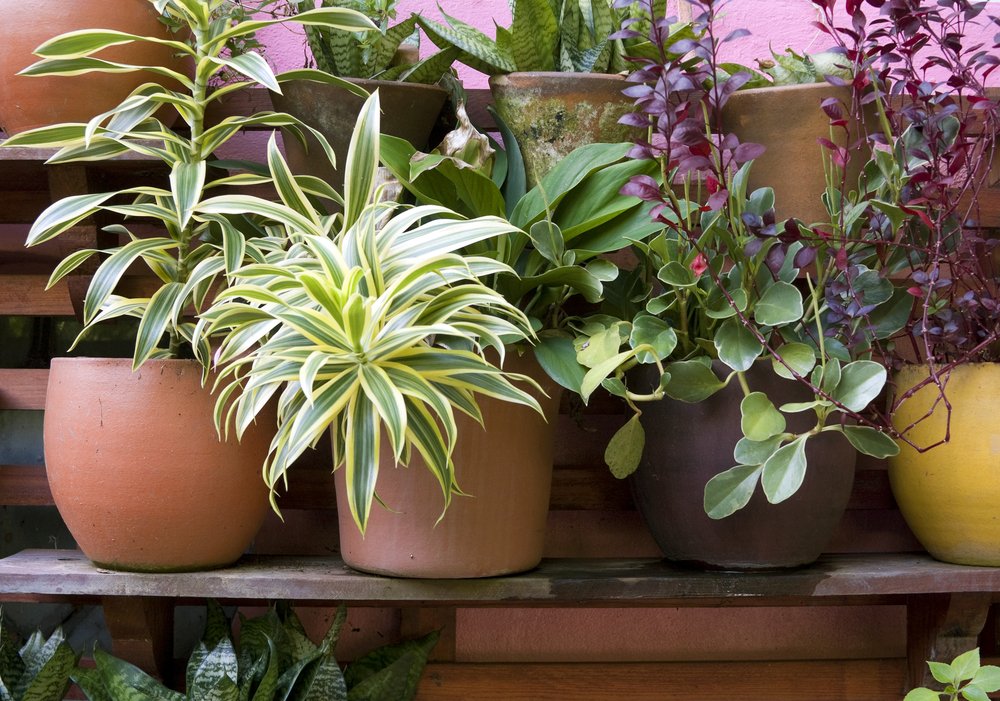 7 house plants for scent and wellbeing