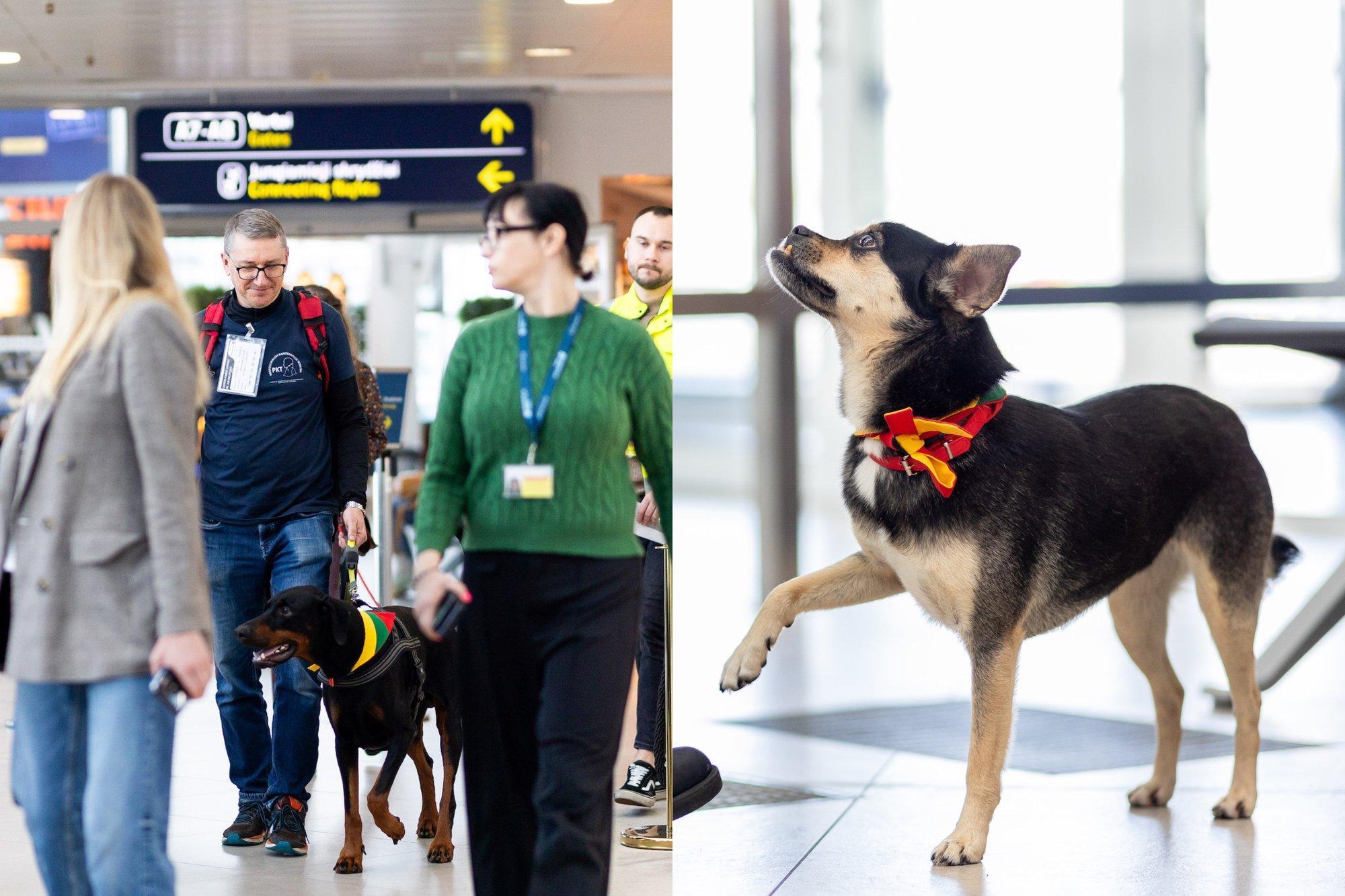 Į Vilniaus oro uostą darbuotis atvyko šunys – gali būti, kad ateityje čia jie lankysis dažnai