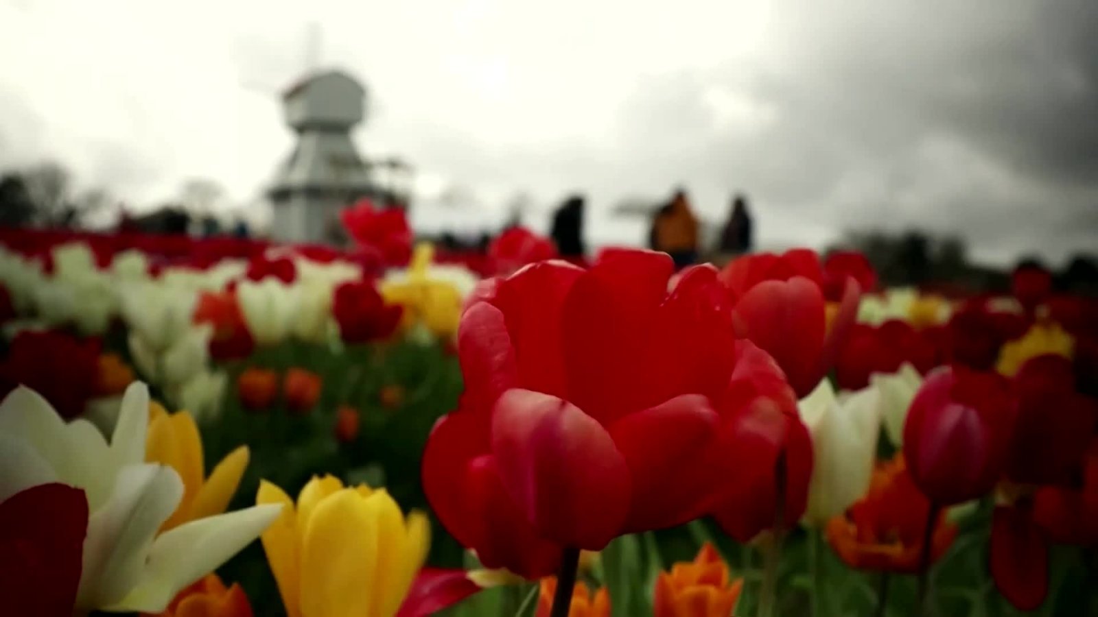 Pusės milijono tulpių laukas – ryškus Anglijos kraštovaizdžio akcentas