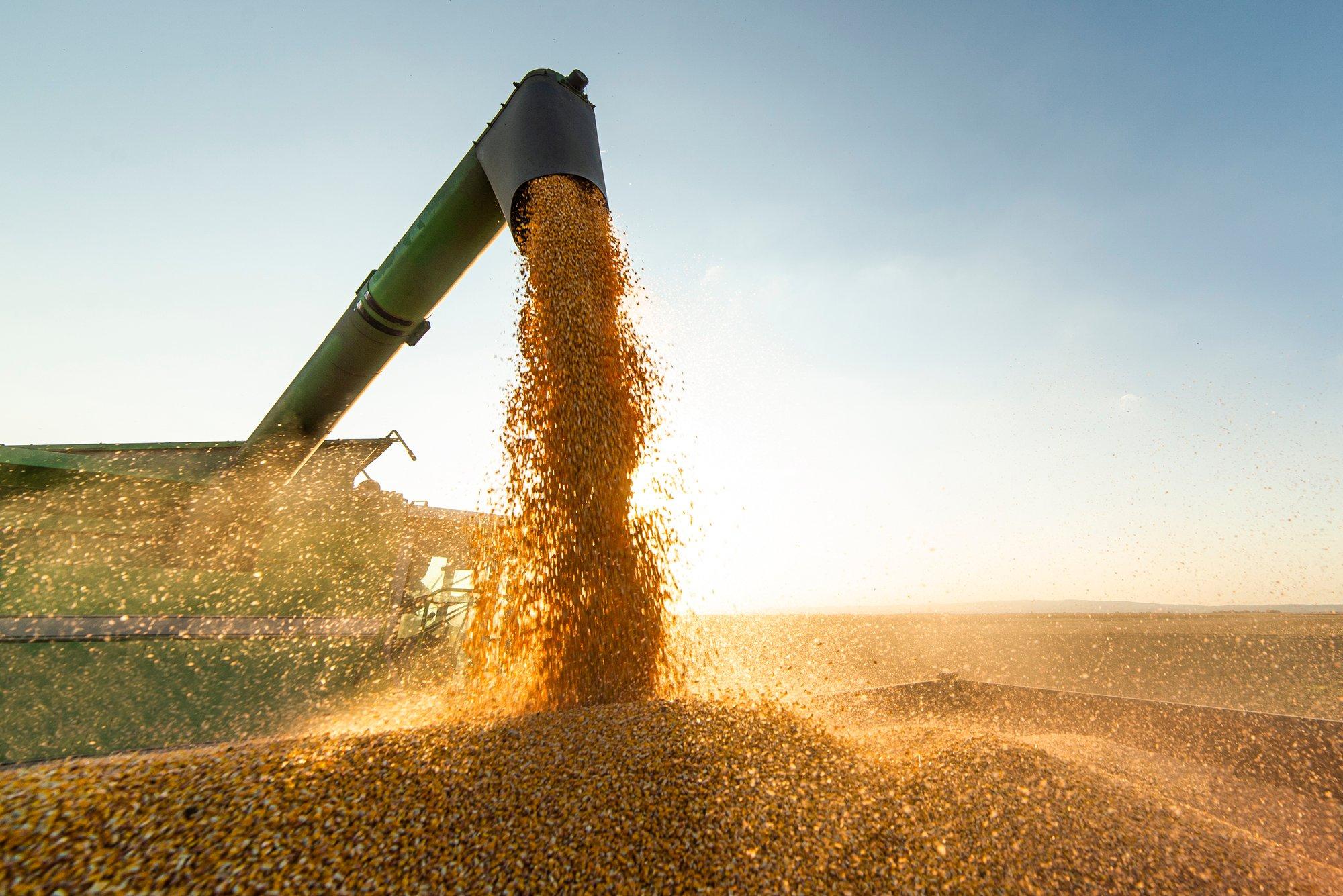 Минсельхоз ужесточает контроль за ввозом зерна в Литву