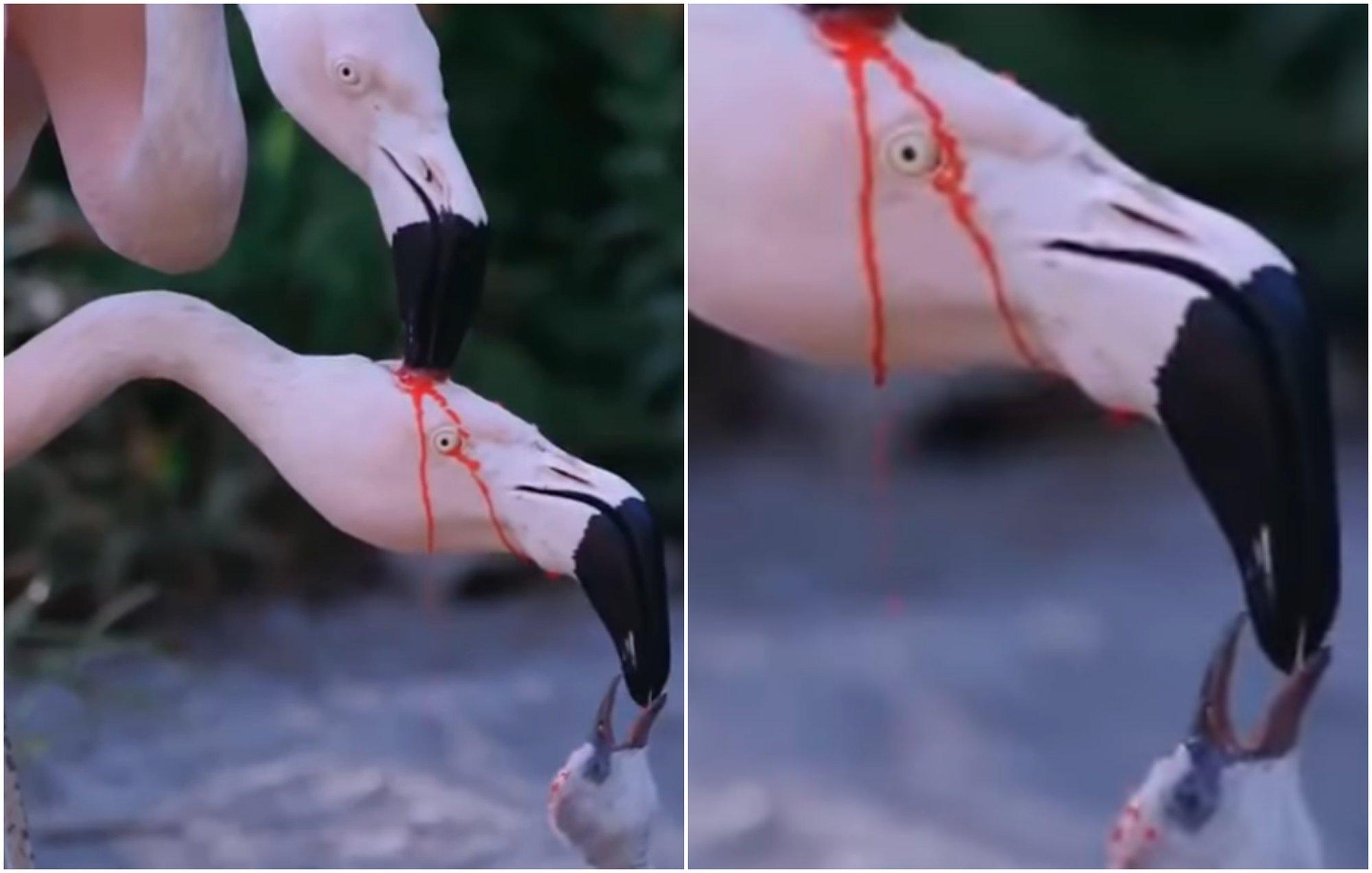 Ar flamingai mažylius maitina savo krauju?