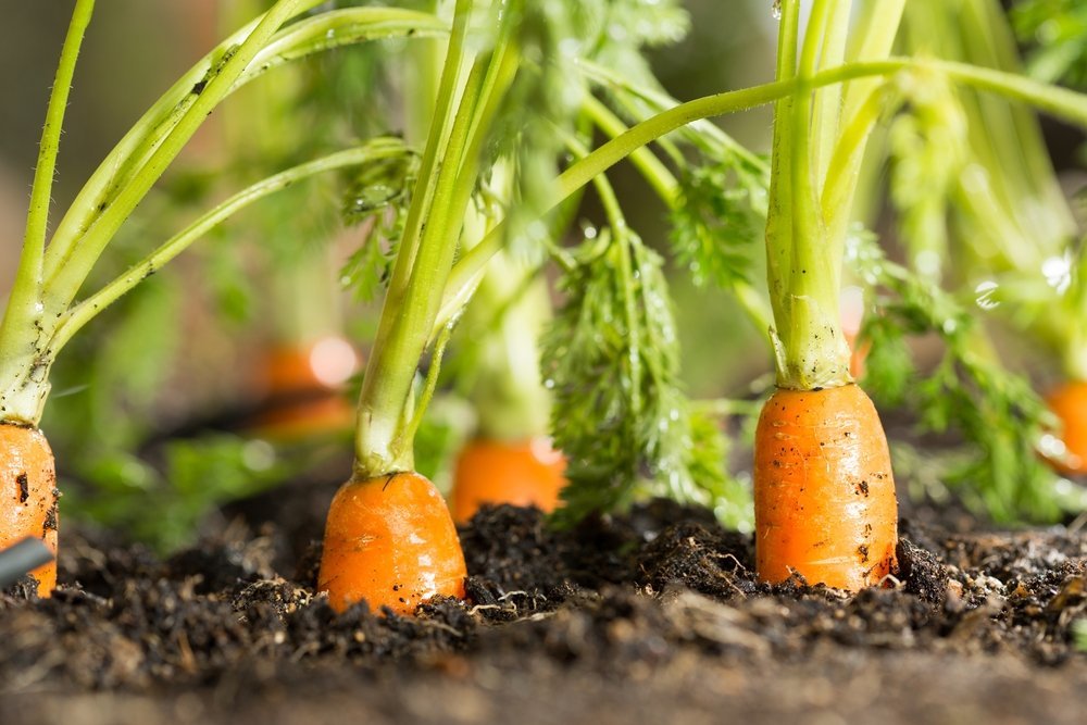 Kodėl morkos užauga nesaldžios: daržininkai pasidalijo naudingais patarimais