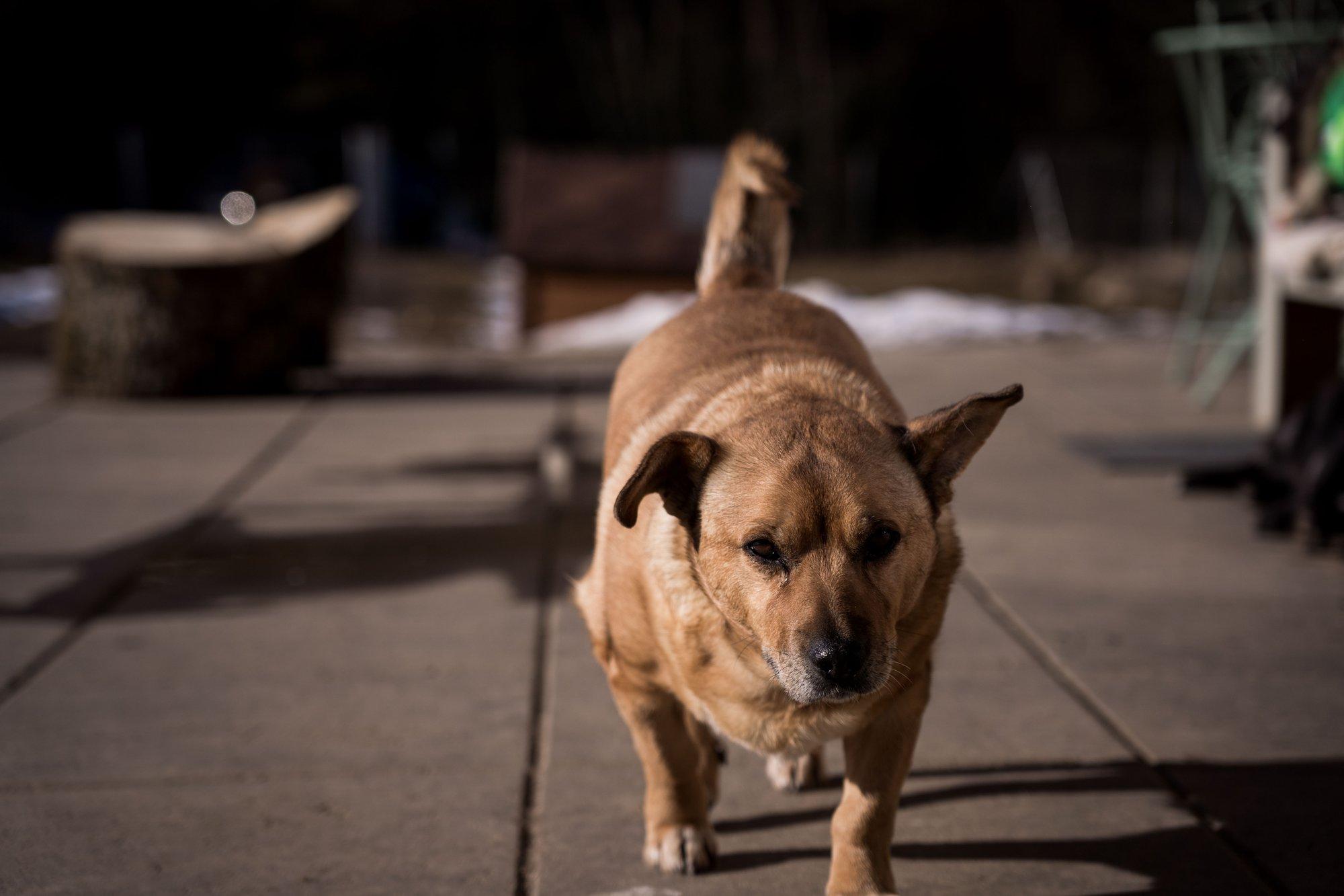 VMVT skatina keisti požiūrį – šuo nebegali būti gyva signalizacija