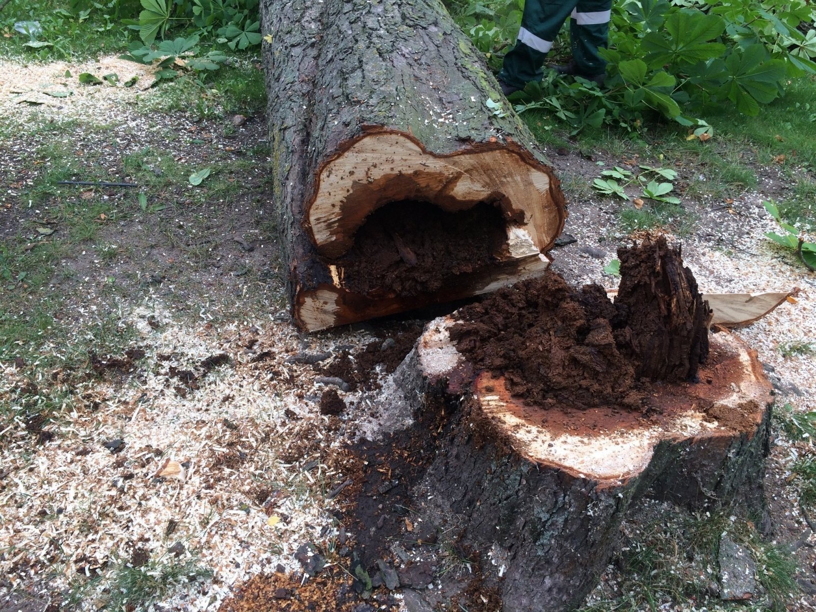 Vilniuje įmonė neteisėtai iškirto 34 medžius: teks atlyginti daugiau kaip 11 tūkst. eurų žalą
