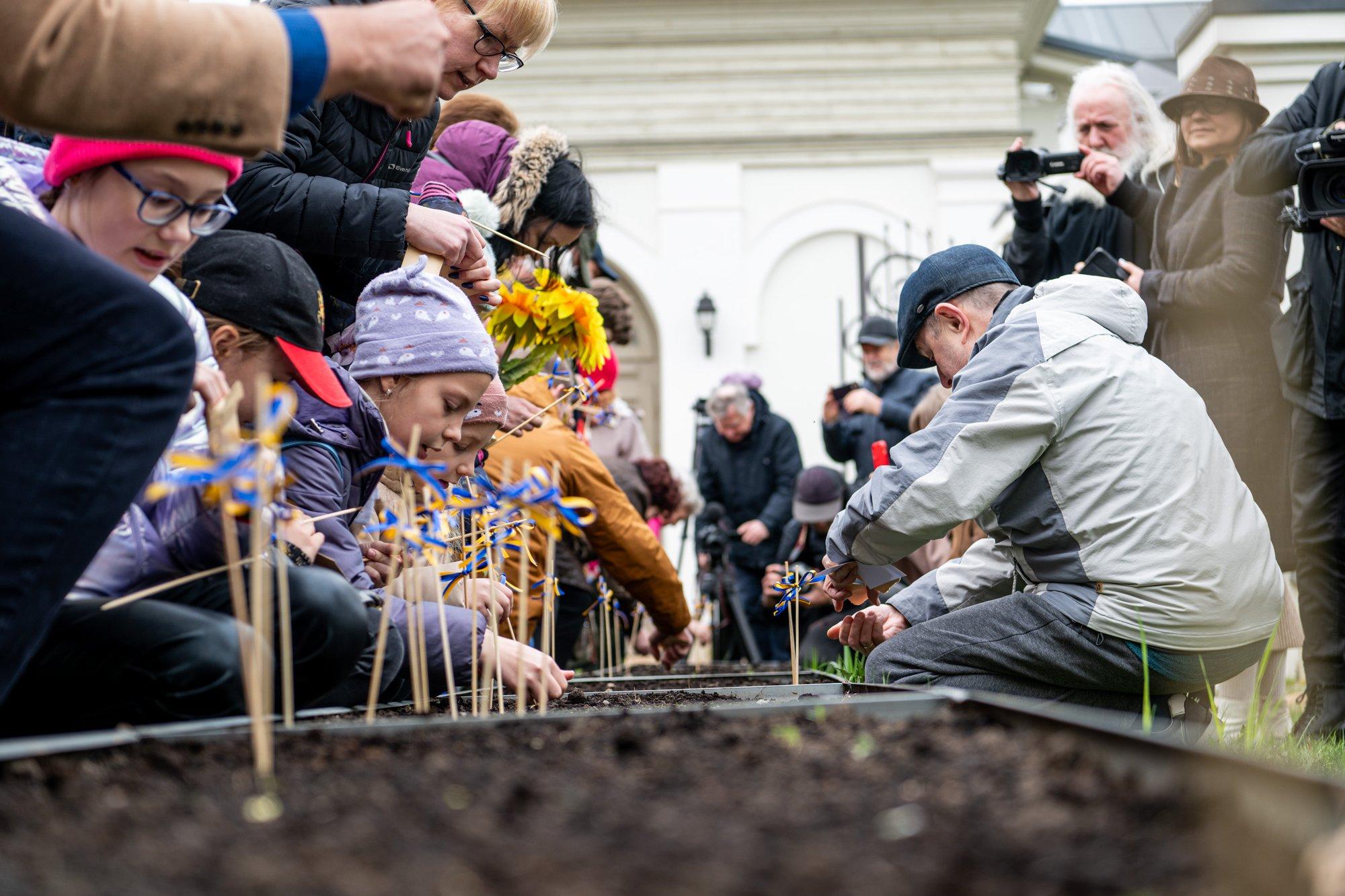 Sunflowers planted in Vilnius’ park in support of Ukraine