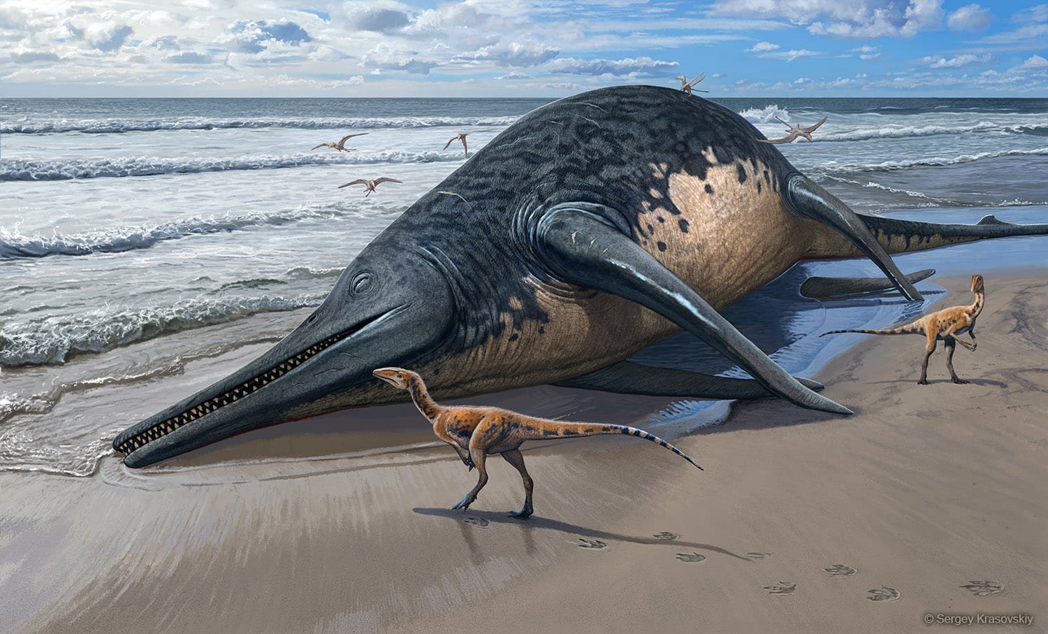 Istorinis radinys: pirmą kartą aptiktos didžiausio kada nors Žemėje gyvenusio jūrų roplio fosilijos