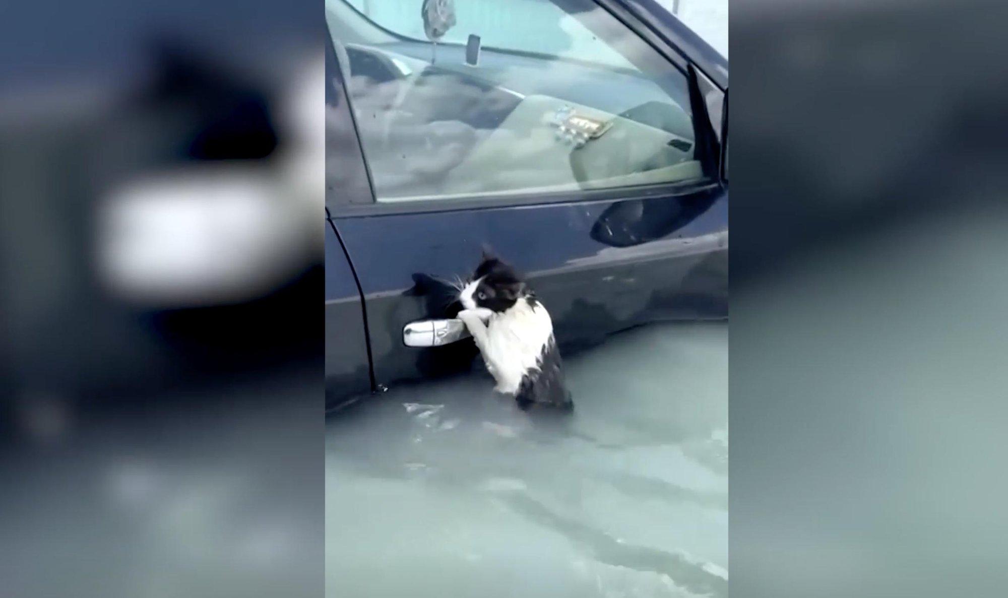 Dubajuje nufilmavo katę, kovojančią su gamtos stichija – iš visų jėgų laikėsi įsikibusi į automobilio dureles