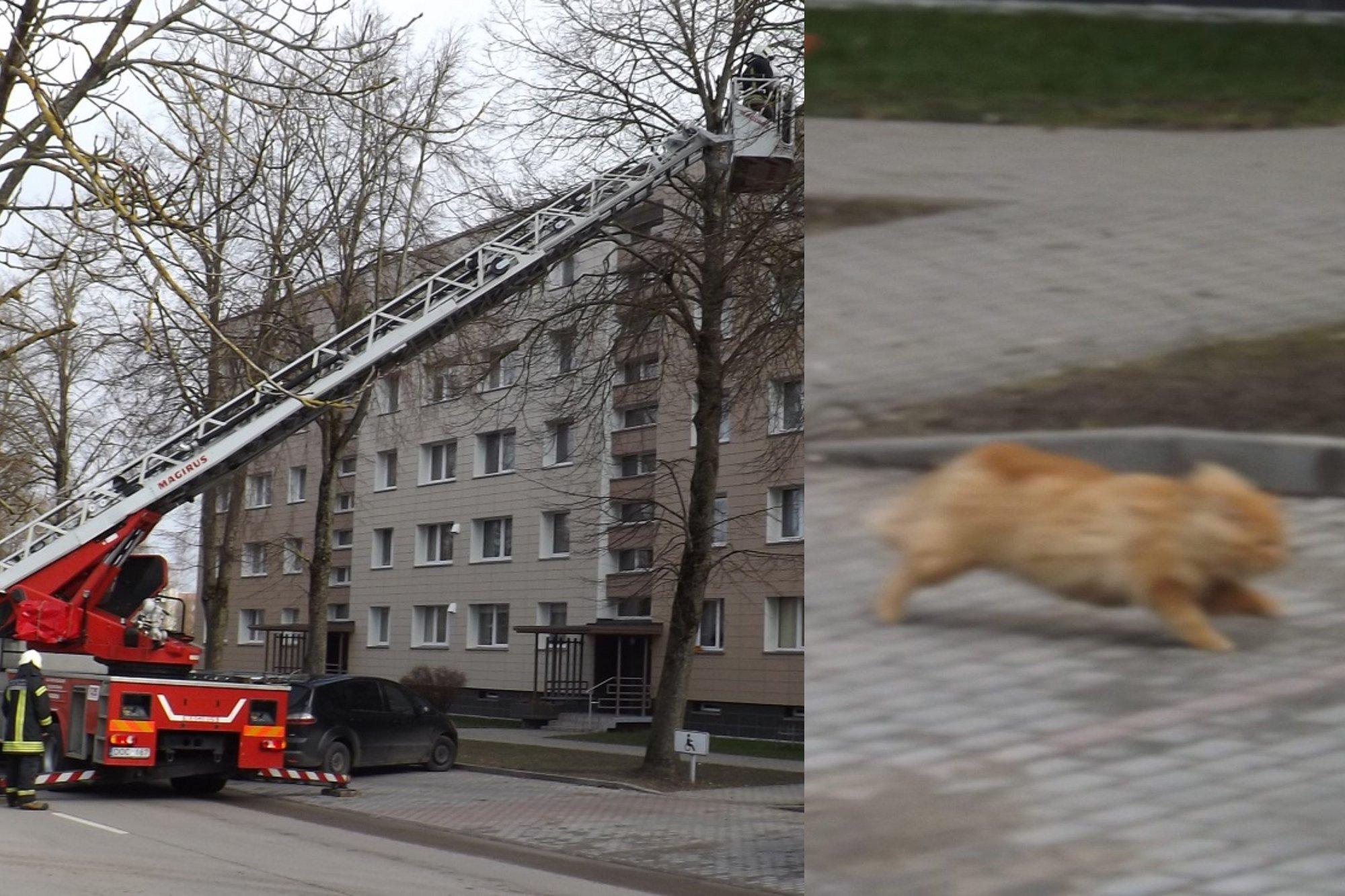 Nekasdienis vaizdas Šilutėje – vykstant sudėtingai gelbėjimo operacijai, katinas išsigelbėjo pats