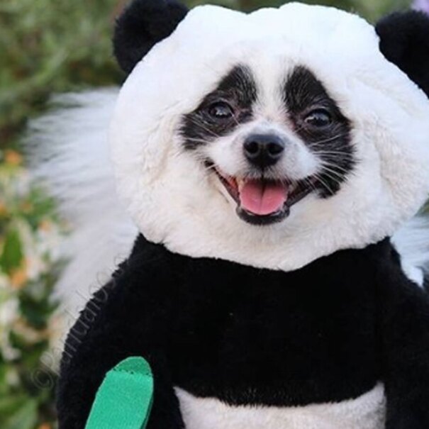 An image of a small black and white dog wearing a panda costume