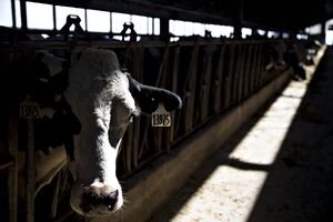 Operations At Lake Breeze Dairy Farm As Farmers Say Trump's Deportations Could Dry Up Milk Supply