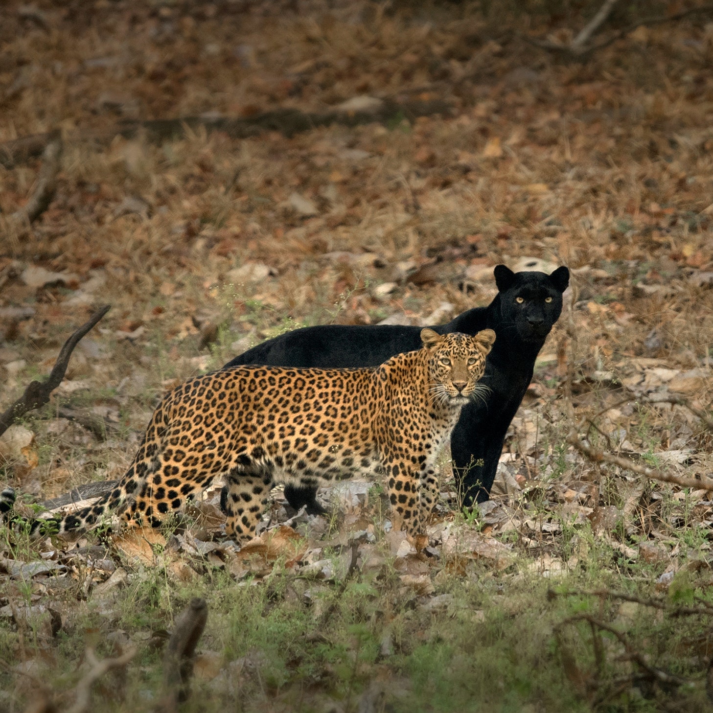 Shaaz Jung’s guide to Kabini