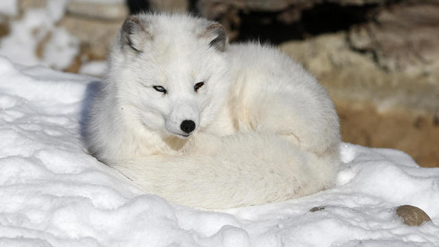 Arctic Fox 