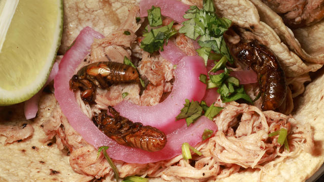 Tacos were one of the menu items as Brood X Cicadas are 