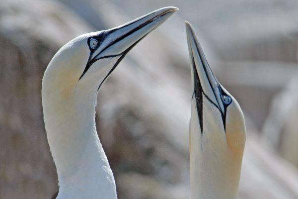 close-up-of-pair-of-gannets-with-beaks-raised