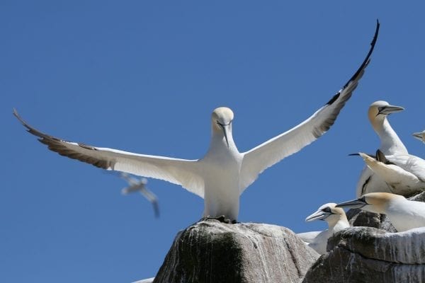 gannet-standing-on-rock-next-to colony-with-wings-raised