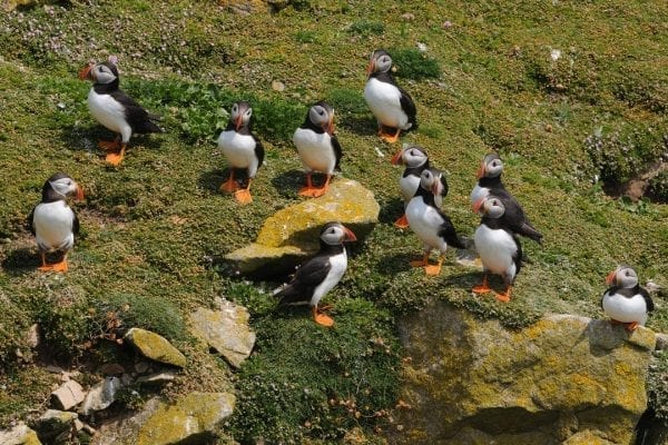 numerous-puffins-standing-on-green-cliff-side
