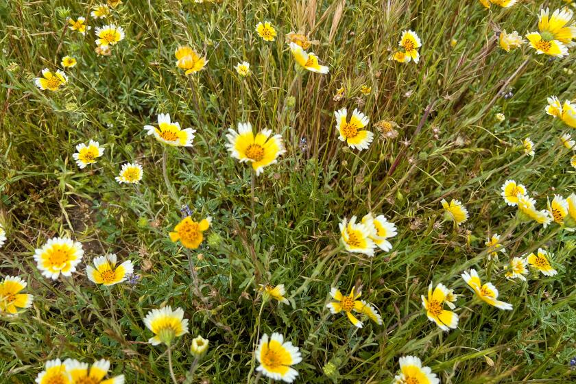 A patch of coastal tidy tips grows in the Carrizo Plain on Sunday April 14 during a drive on the paved portion of Soda Lake Road in the Carrizo Plain National Monument in San Luis Obispo County. It poured rain most of the day, and the non-paved roads were mostly impassable, except for the short road to the visitor center