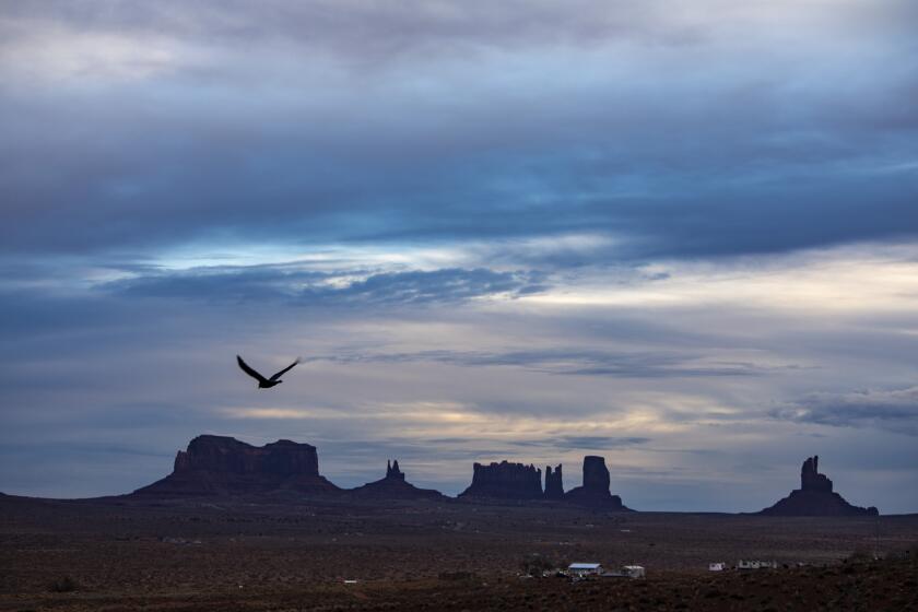 Oljato-Monument Valley, UT - December 12: A bird takes flight over Monument Valley in the Navajo Nation on Tuesday, Dec. 12, 2023 in Oljato-Monument Valley, UT. (Brian van der Brug / Los Angeles Times)
